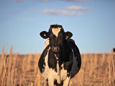 A black and white cow stands in a sorghum field, looking straight at the camera.